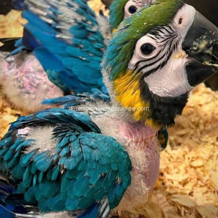 Denimix Anipets Paradise 67 fertile parrot eggs37