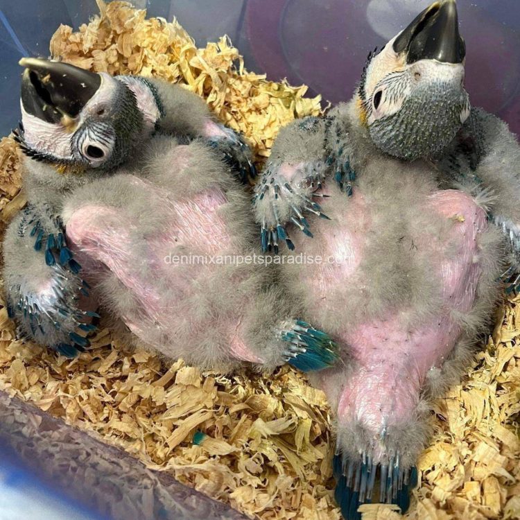 Denimix Anipets Paradise 66 fertile parrot eggs39
