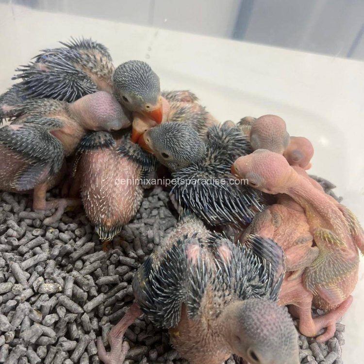Denimix Anipets Paradise 77 fertile parrot eggs40