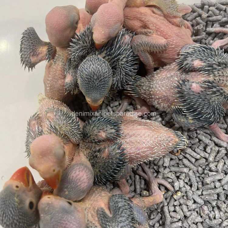 Denimix Anipets Paradise 88 fertile parrot eggs41