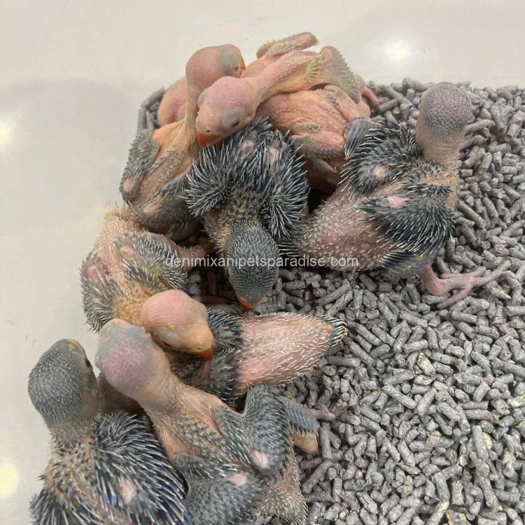 Denimix Anipets Paradise 94 fertile parrot eggs42