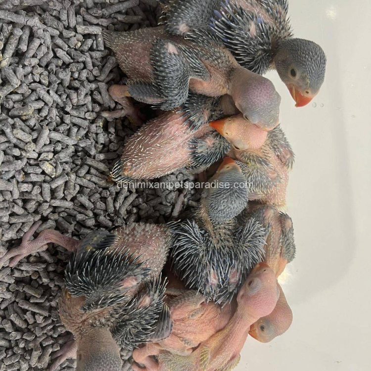 Denimix Anipets Paradise 74 fertile parrot eggs43