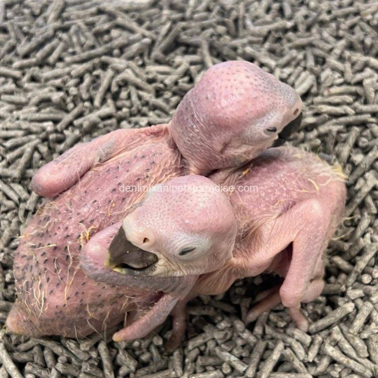 Denimix Anipets Paradise 68 fertile parrot eggs45
