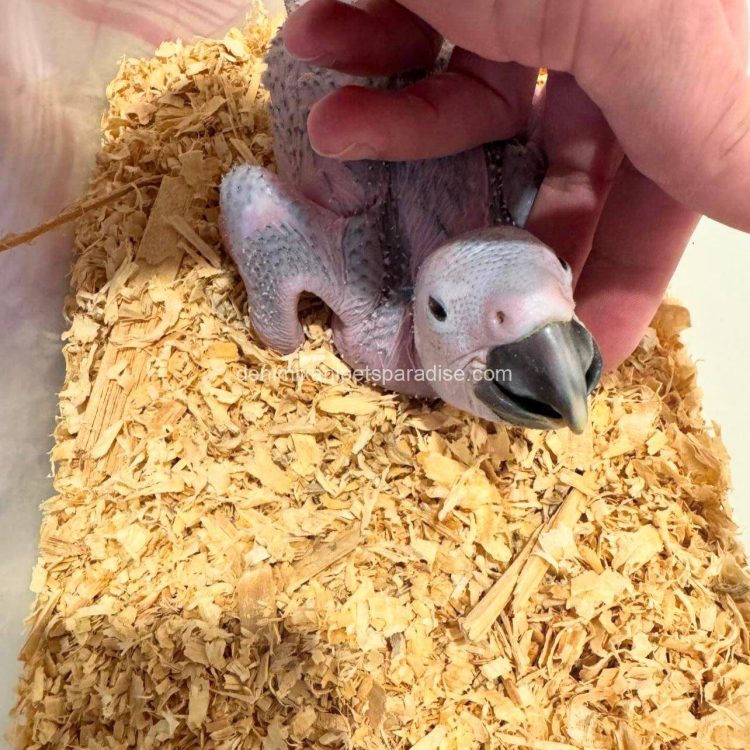Denimix Anipets Paradise 73 fertile parrot eggs46
