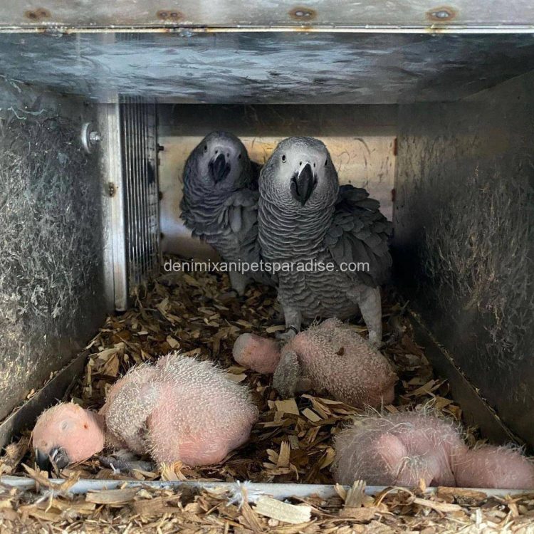 AFRICAN GREY EGGS FOR SALE