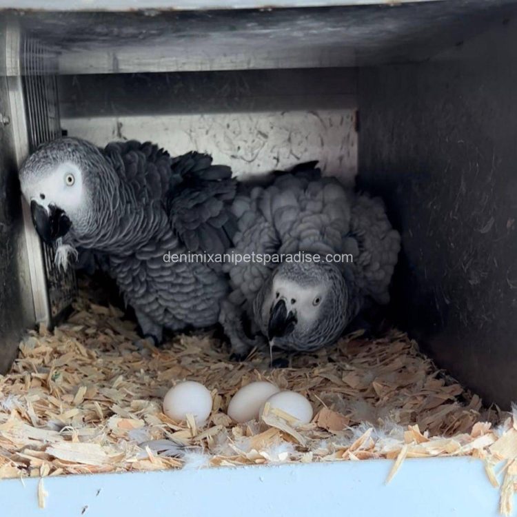 Denimix Anipets Paradise 33 AFRICAN GREY EGGS FOR SALE