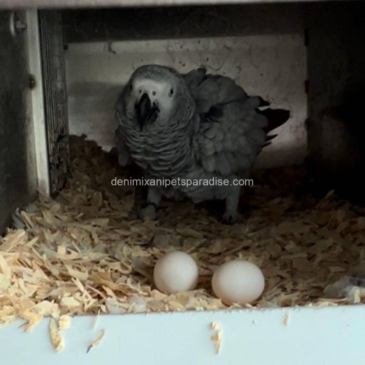 Denimix Anipets Paradise 35 AFRICAN GREY EGGS FOR SALE