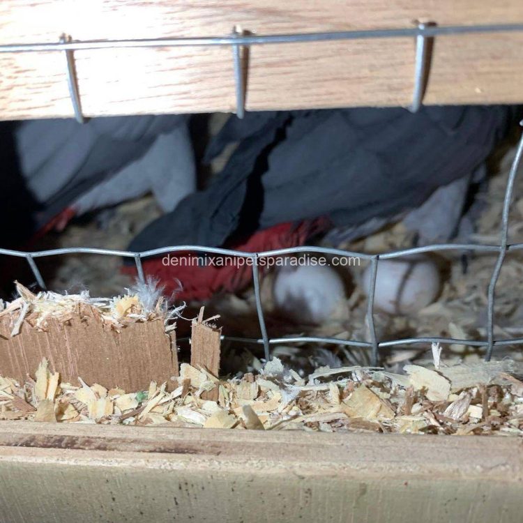 Denimix Anipets Paradise 65 AFRICAN GREY EGGS FOR SALE