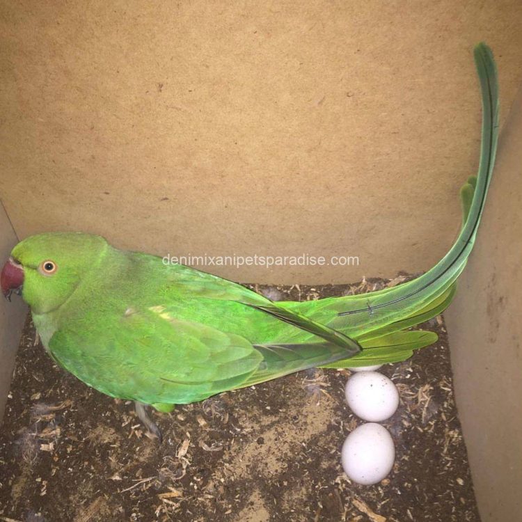 fertile parrot eggs56