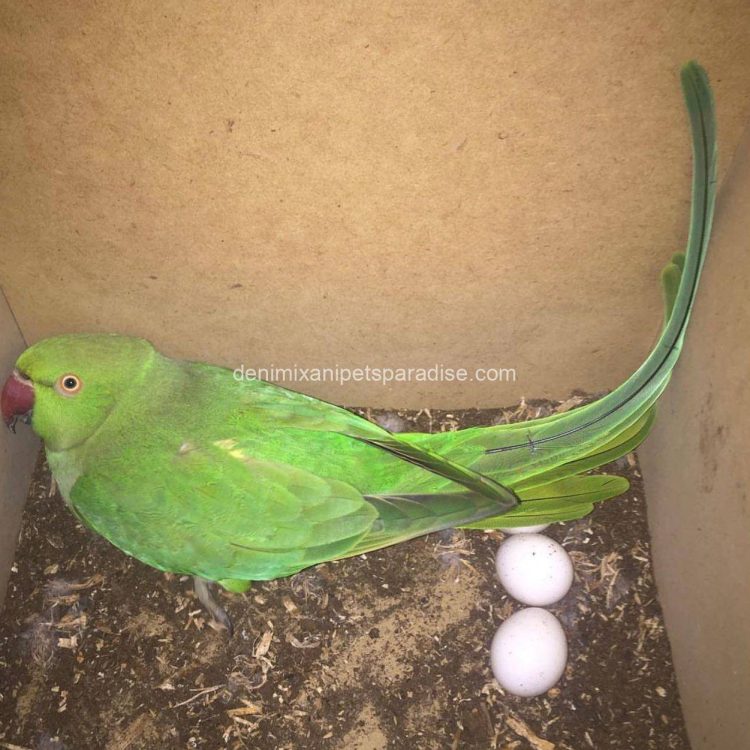 Denimix Anipets Paradise 41 fertile parrot eggs56