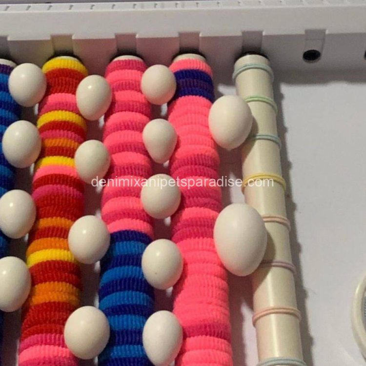Denimix Anipets Paradise 43 fertile parrot eggs57