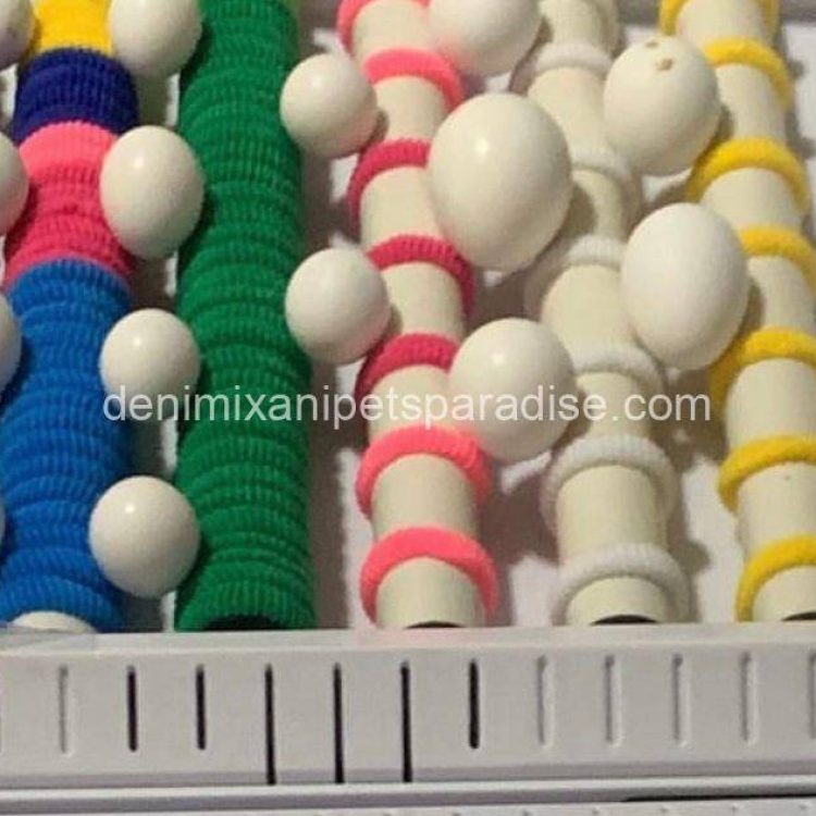 Denimix Anipets Paradise 59 fertile parrot eggs58