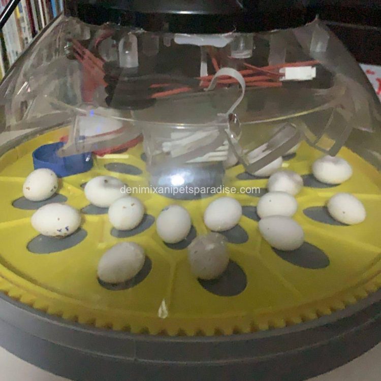 Denimix Anipets Paradise 44 fertile parrot eggs59