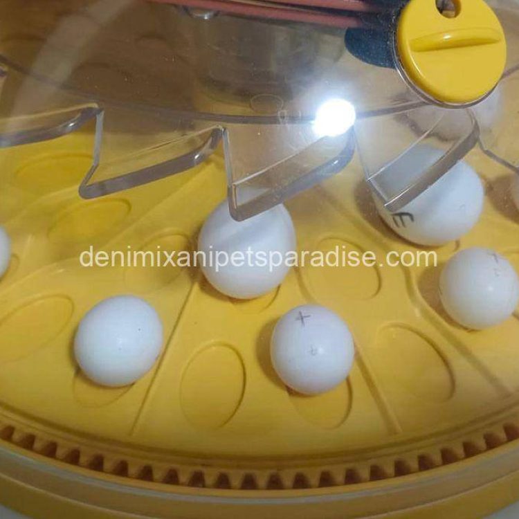 Denimix Anipets Paradise 49 fertile parrot eggs60