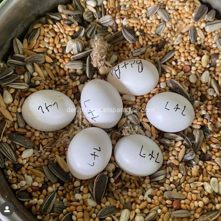 Denimix Anipets Paradise 45 fertile parrot eggs61