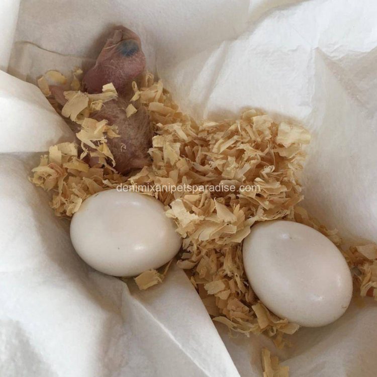 Denimix Anipets Paradise 46 fertile parrot eggs62