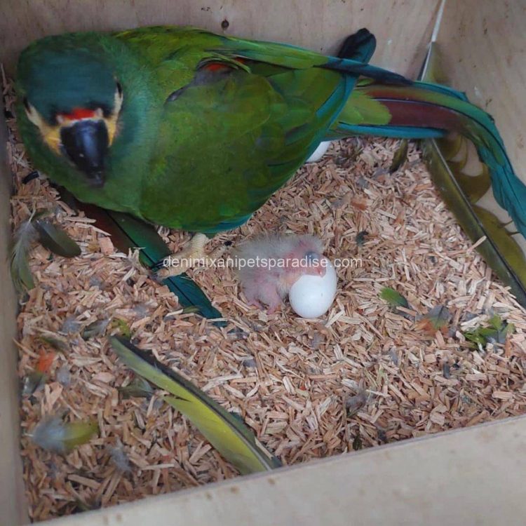 Denimix Anipets Paradise 47 fertile parrot eggs63