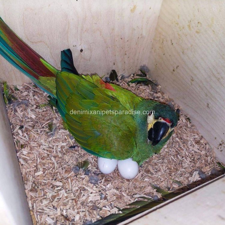 Denimix Anipets Paradise 34 fertile parrot eggs64