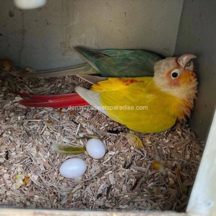 Denimix Anipets Paradise 48 fertile parrot eggs65