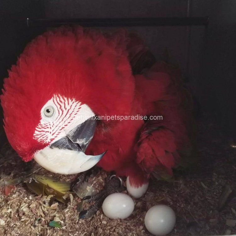 Denimix Anipets Paradise 42 MACAW EGGS FOR SALE