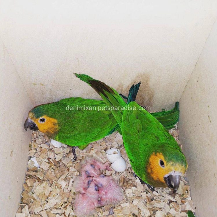 Denimix Anipets Paradise 50 fertile parrot eggs67