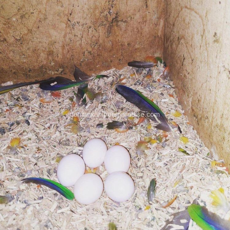 Denimix Anipets Paradise 51 fertile parrot eggs68