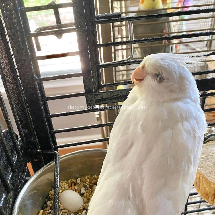 Denimix Anipets Paradise 52 fertile parrot eggs69